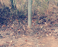 Underground Sharp pit
